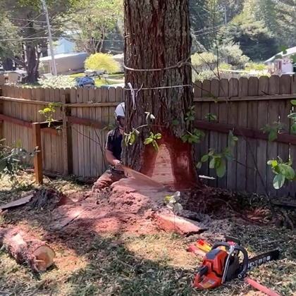 Trusted And Professional Tree Removal Service In Eureka, Ca