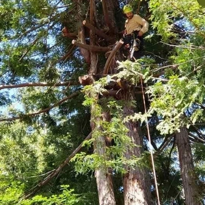 Keep Your Property Safer With Tree Removal In Eureka, Ca