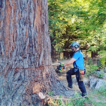 Handle Complex Risks With Large Hazardous Tree Removal In Eureka, Ca