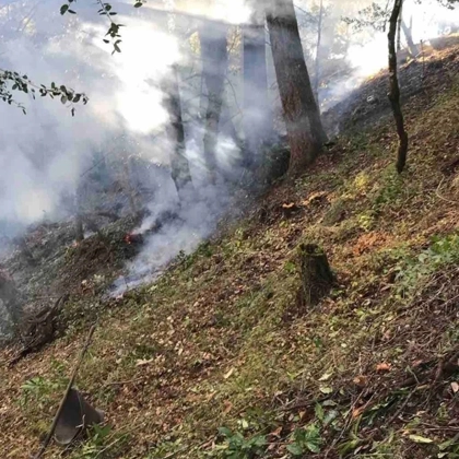 Clean Up The Site With Slash And Brush Treatments In Eureka, Ca