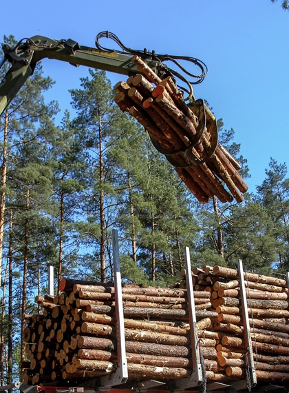 Timber Harvesting