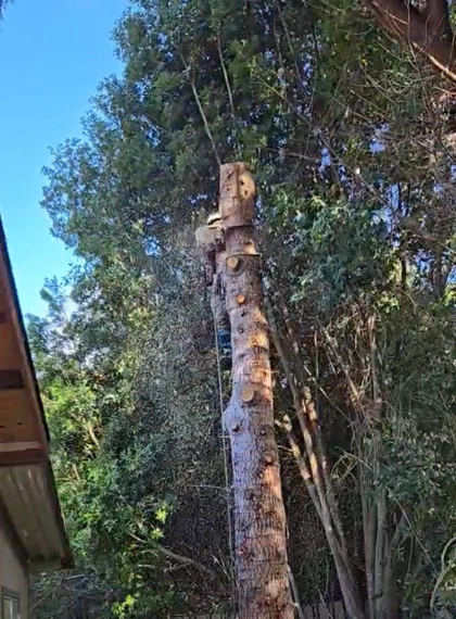 Tree Removal