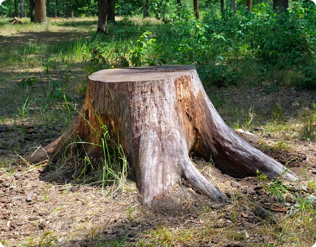 Stump Grinding