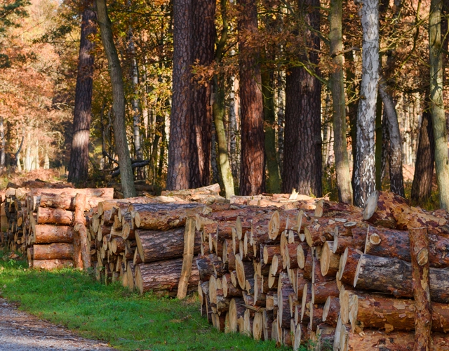 Timber Harvesting